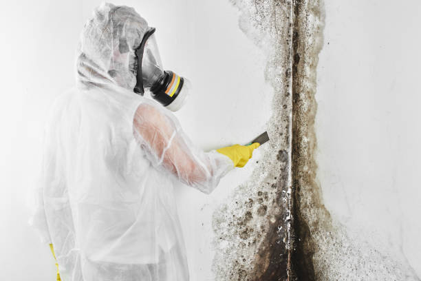 Best Affordable Mold Removal  in Lexington, MI