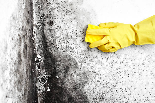 Best Mold Testing  in Lexington, MI