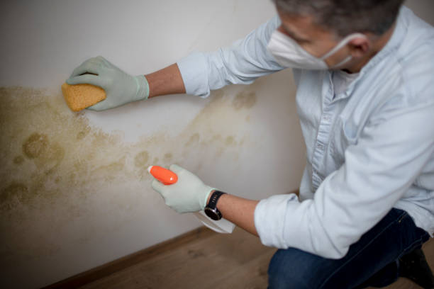 Professional Mold Removal in Lexington, MI