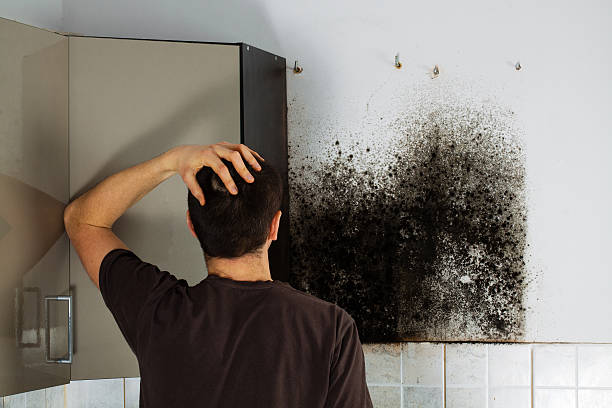Best Residential Mold Removal  in Lexington, MI