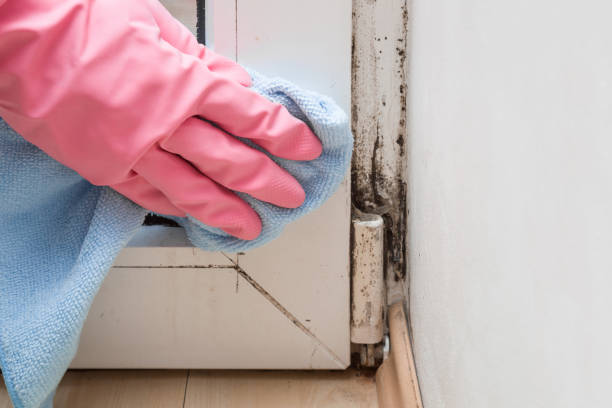 Best Attic Mold Removal  in Lexington, MI