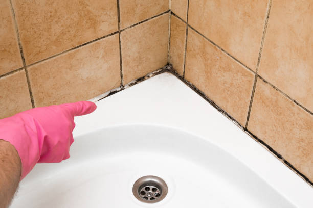 Best Fast Mold Removal  in Lexington, MI